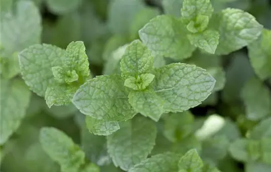 Mentha spicata