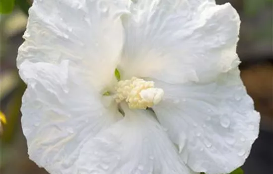 Hibiscus syriacus 'Eleonore' 