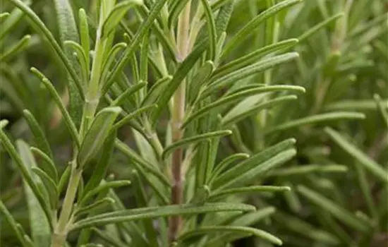 Rosmarinus officinalis 