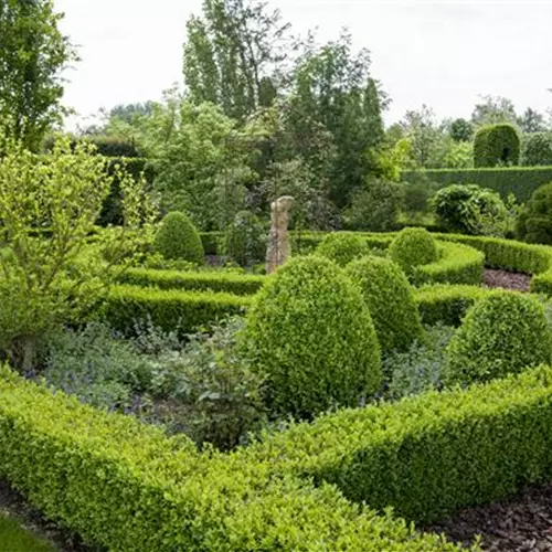 Buxus sempervirens 