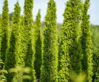 Cupressus sempervirens 'Totem'  Cupressus sempervirens 'Totem'