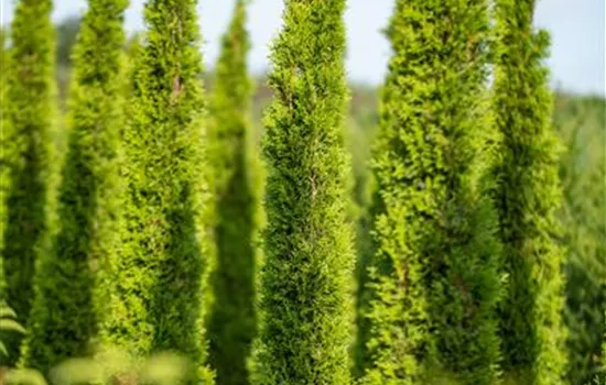 Cupressus sempervirens 'Totem'  Cupressus sempervirens 'Totem'