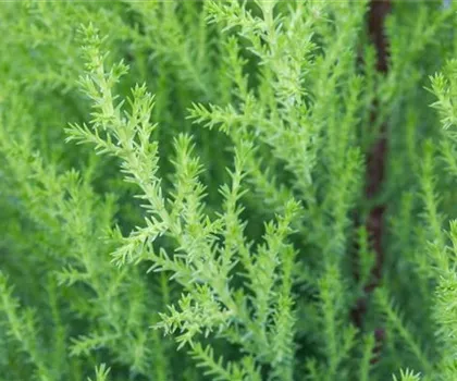 Cupressus macrocarpa 'Goldcrest' Cupressus macrocarpa 'Goldcrest'