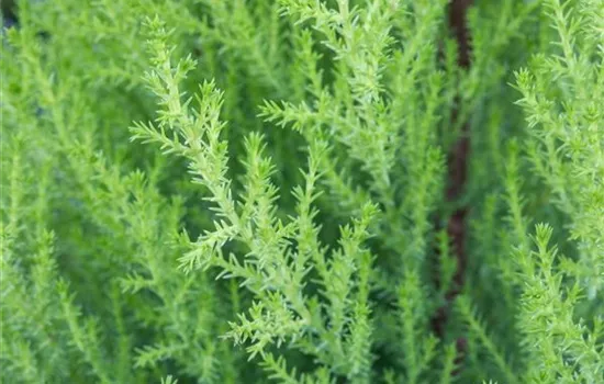 Cupressus macrocarpa 'Goldcrest' Cupressus macrocarpa 'Goldcrest'