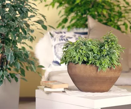 Ficus benjamina 'Kinky'  Ficus benjamina 'Kinky'