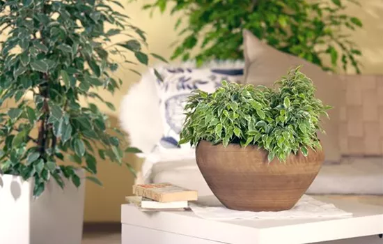 Ficus benjamina 'Kinky'  Ficus benjamina 'Kinky'