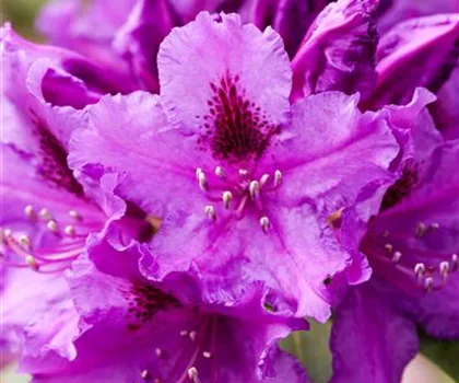 Rhododendron Hybride 'Azurro' Rhododendron Hybride 'Azurro'