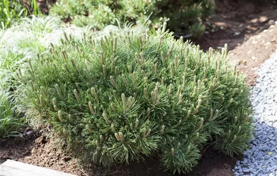 Pinus mugo pumilio  Pinus mugo pumilio