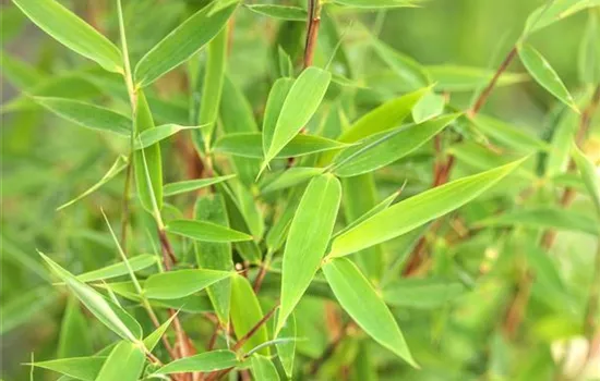 Fargesia murielae 'Malachite Monkeys'  Fargesia murielae 'Malachite Monkeys'