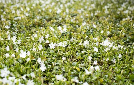 Vinca minor - weiß 