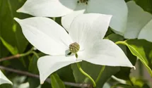 Chinesischer Blumen-Hartriegel 'Milky Way'