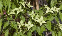 Chinesischer Blumen-Hartriegel 'Milky Way'