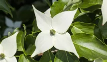 Chinesischer Blumen-Hartriegel 'Milky Way'