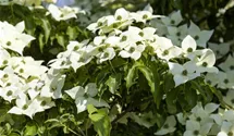 Chinesischer Blumen-Hartriegel 'Milky Way'