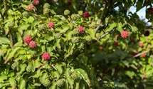 Chinesischer Blumen-Hartriegel 'Milky Way'