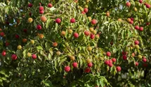 Chinesischer Blumen-Hartriegel 'Milky Way'