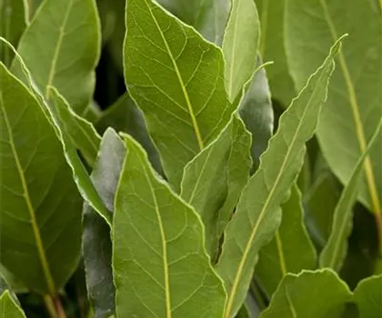Laurus nobilis  Laurus nobilis