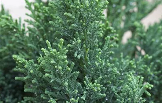 Chamaecyparis obtusa 'Drath'  Chamaecyparis obtusa 'Drath'