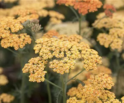 Achillea millefolium 'Terracotta' 