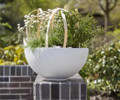 Armeria maritima 'Alba' 