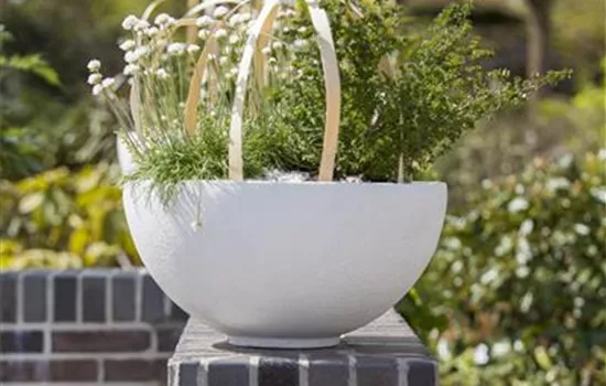 Armeria maritima 'Alba' 