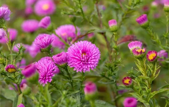 Aster novi-belgii 'Patricia Ballard'  Aster novi-belgii 'Patricia Ballard'