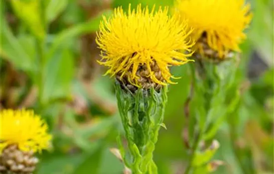 Centaurea macrocephala 