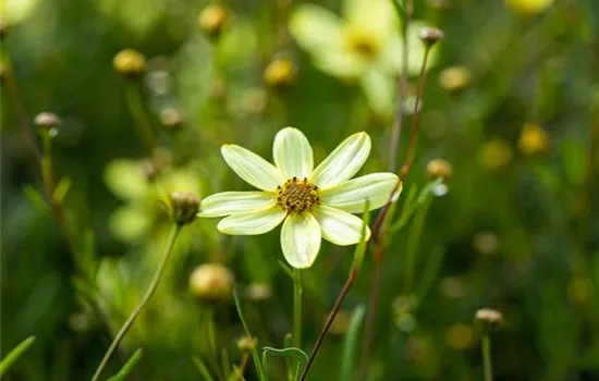 Coreopsis verticillata 'Moonbeam' 