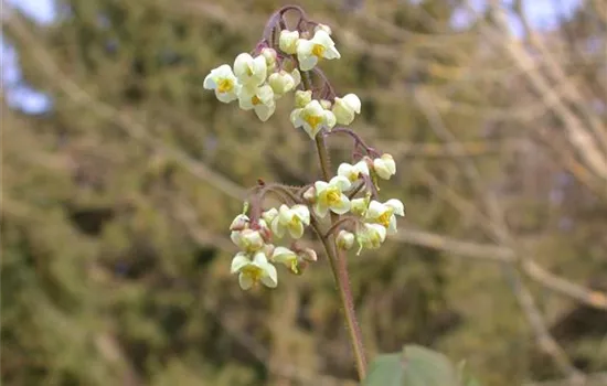 Epimedium pubigerum 