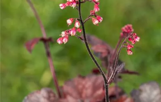 Heuchera micrantha 'Melting Fire'  Heuchera micrantha 'Melting Fire'