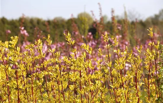 Cornus alba 'Aurea' Cornus alba 'Aurea'