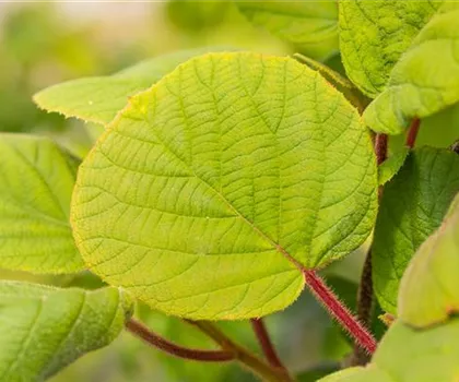 Actinidia chinensis 'Hayward'  Actinidia chinensis 'Hayward'