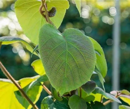 Actinidia chinensis 'Tomuri'  Actinidia chinensis 'Tomuri'