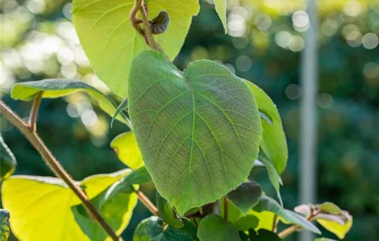 Actinidia chinensis 'Tomuri'  Actinidia chinensis 'Tomuri'