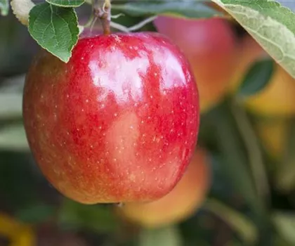 Malus domestica 'Braeburn' 