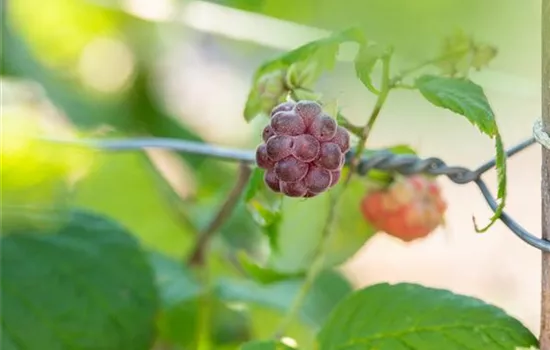 Rubus idaeus 'Glen Coe' 