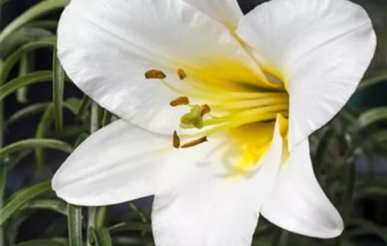 Lilium regale  Lilium regale