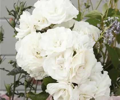 Rosa 'Baby Schneewittchen'  Rosa 'Baby Schneewittchen'