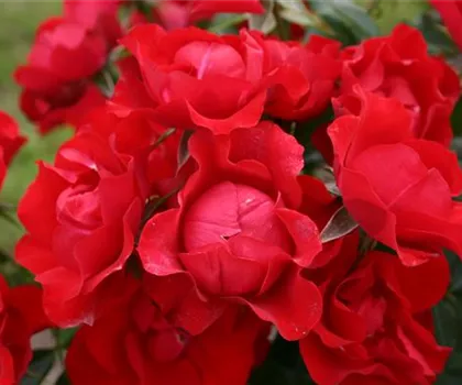 Rosa 'Black Forest Rose'  Rosa 'Black Forest Rose'