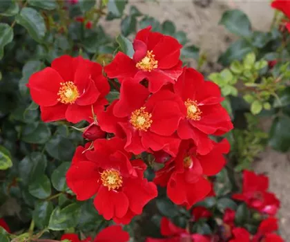 Rosa 'Alexander von Humboldt'  Rosa 'Alexander von Humboldt'