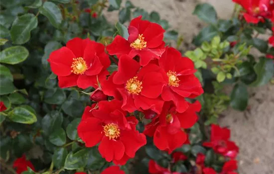 Rosa 'Alexander von Humboldt'  Rosa 'Alexander von Humboldt'