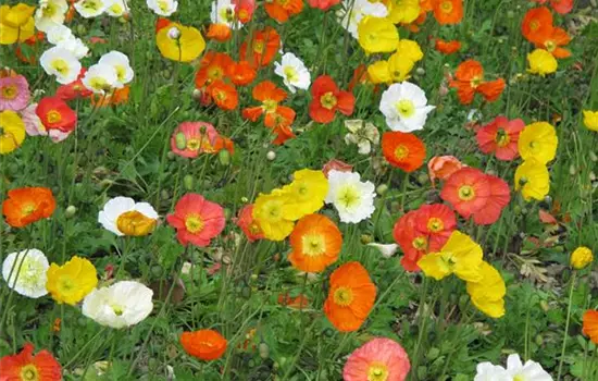 Papaver nudicaule 'Gartenzwerg' 