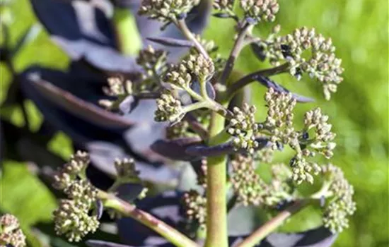 Sedum cauticola 'Bertram Anderson' 