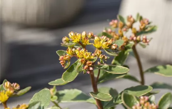 Sedum kamtschaticum 'Variegatum' 
