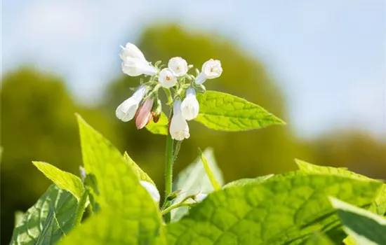 Symphytum grandiflorum 'Hidcote Blue' 