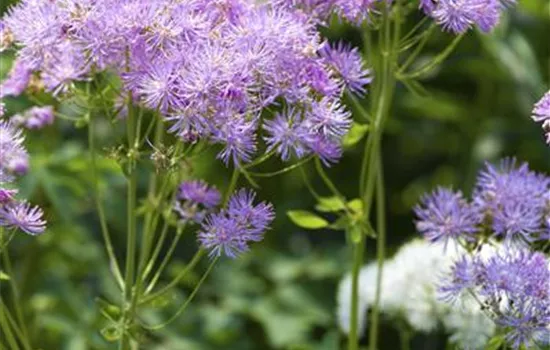 Thalictrum aquilegifolium 