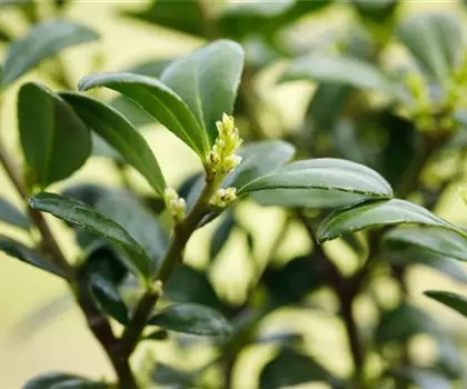 Ilex crenata 'Dark Green' 