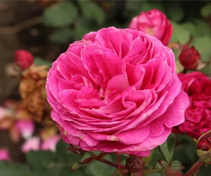 Rosa 'Freifrau Caroline'  Rosa 'Freifrau Caroline'