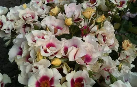 Rosa 'SEE YOU in purple' 