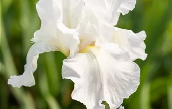 Iris x barbata-elatior 'Immortality'  Iris x barbata-elatior 'Immortality'